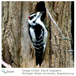 downy woodpecker habitat