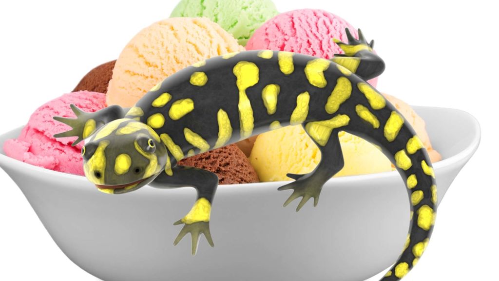 salamanders,  gerrymandering, and ice cream - july 17