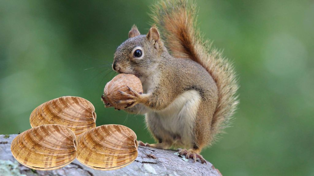 clams (and other bivalves) and squirrels - january 21