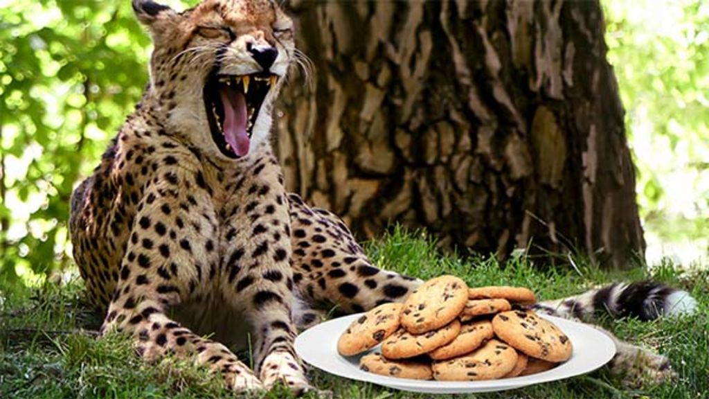 cookies and cheetahs - december 4