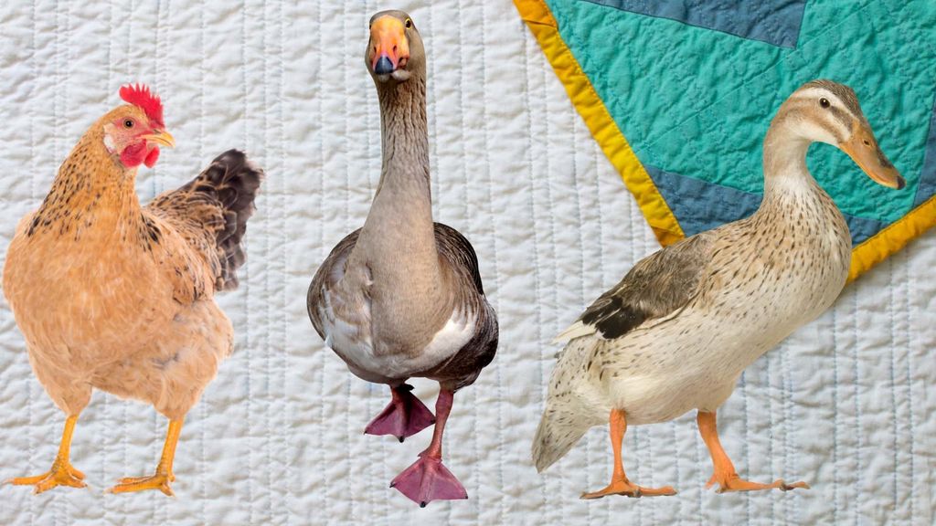 chickens, turkeys, geese and quilts - march 19