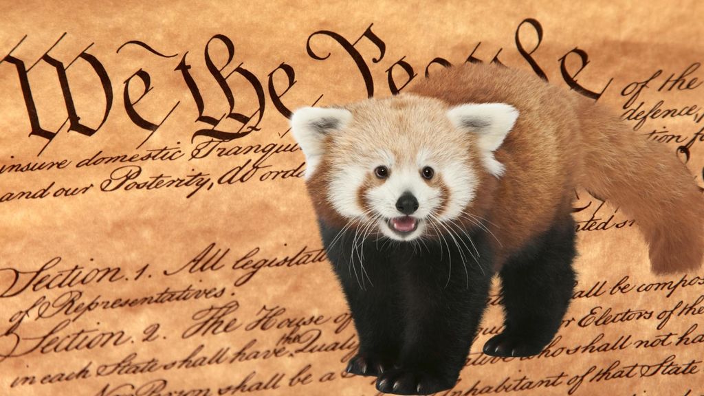u.s. constitution and red pandas  - september 17