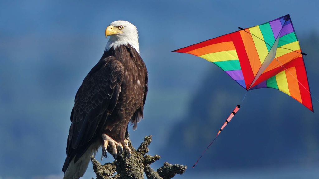 kites and eagles - january 14