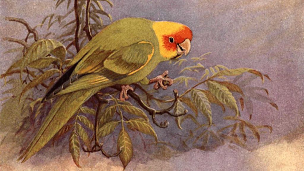 extinct birds and mardi gras  - february 21
