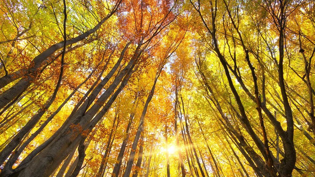 forests - march 21