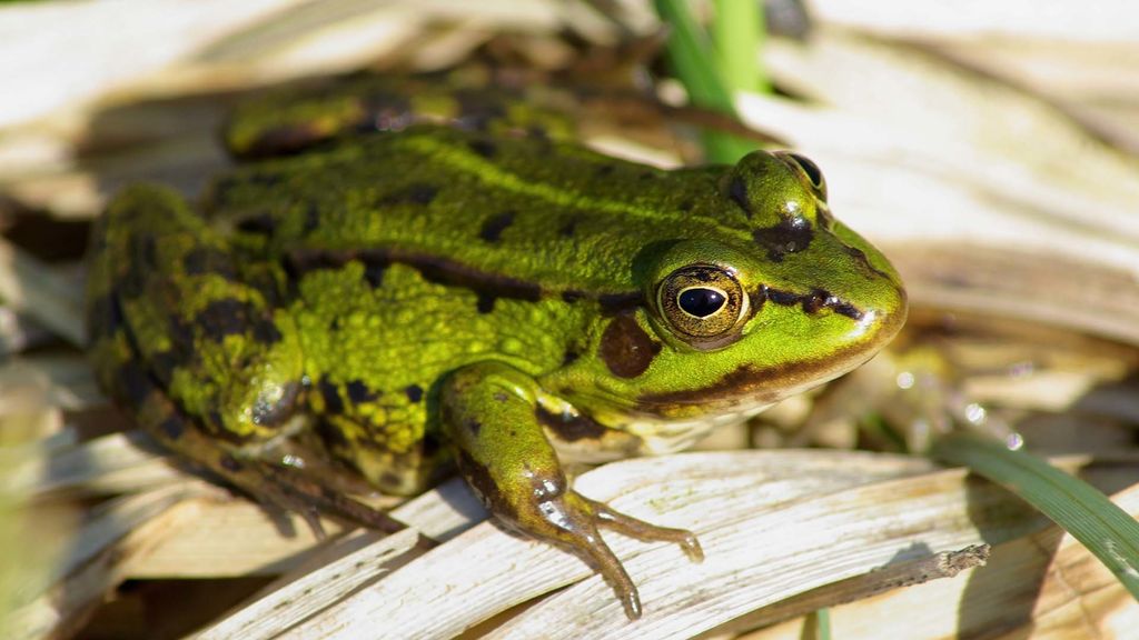 frogs and toads - march 8