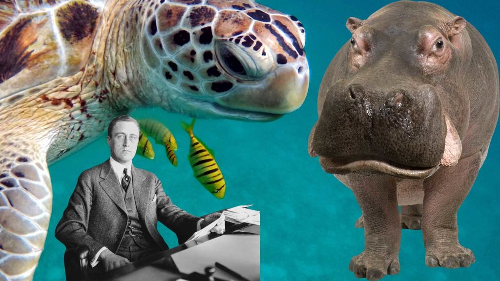 hippos, sea turtles, and the new deal - june 16
