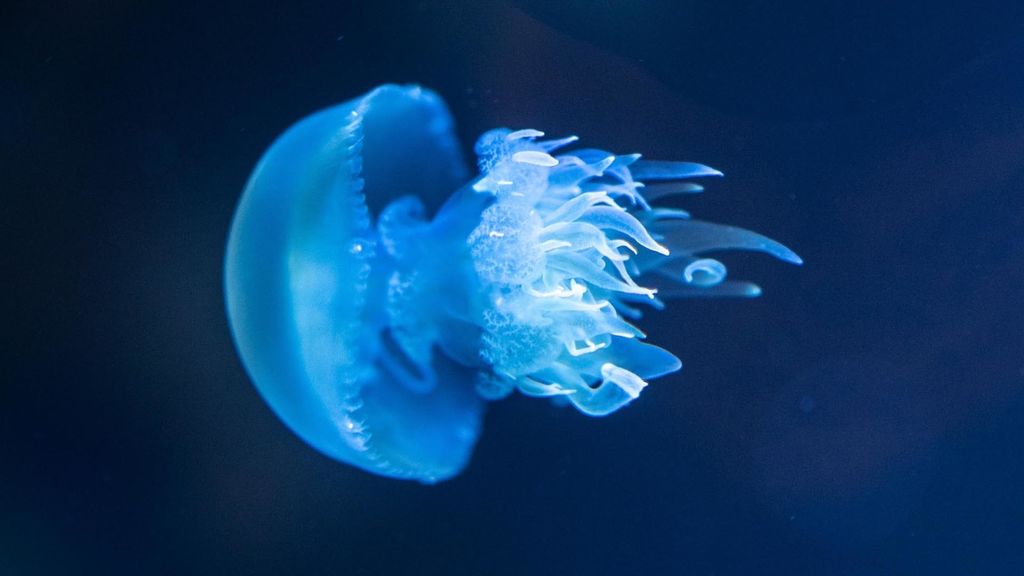 jellyfish - november 3