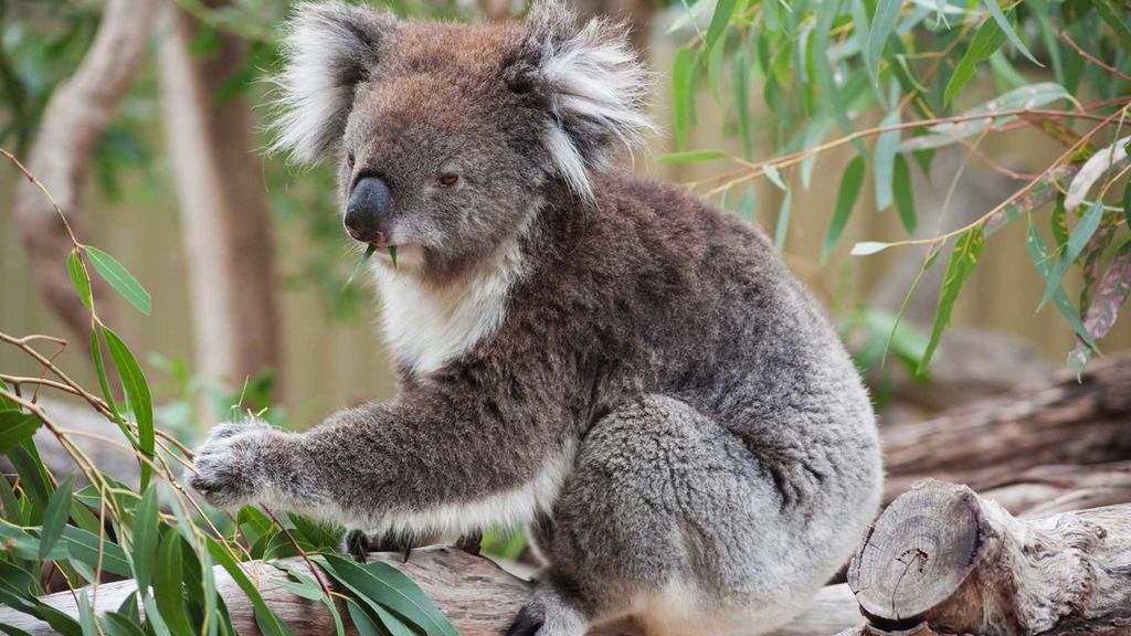 koalas, punctuation, and the supreme court - september 24