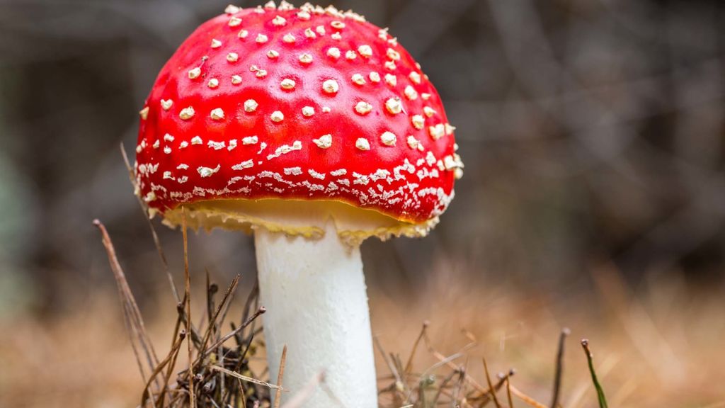 mushrooms and other fungi - february 4
