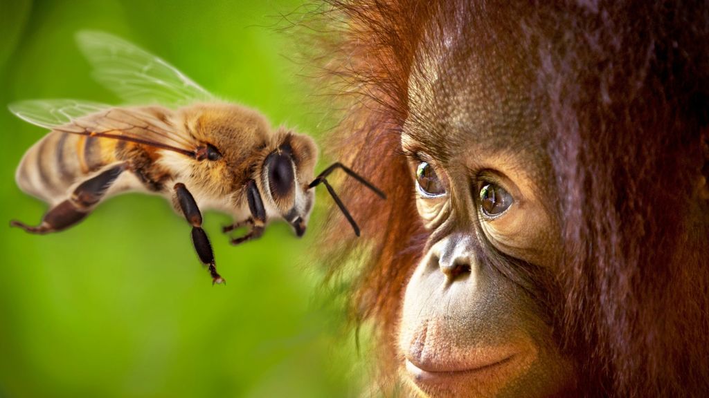 orangutans and honeybess - august 19