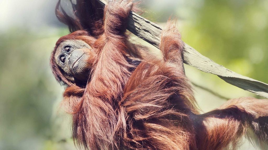 orangutans - august 19