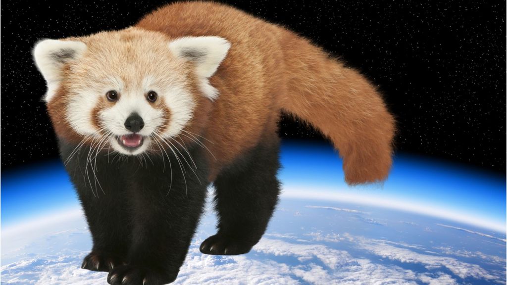 ozone layer and red pandas - september 16