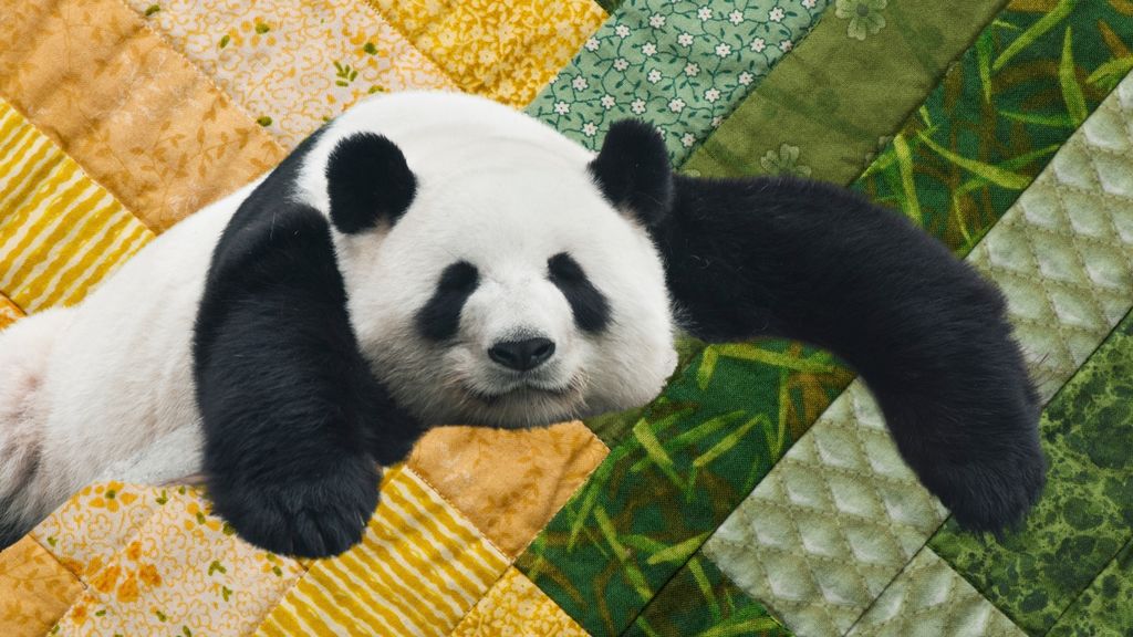 giant pandas and quilts - march 16