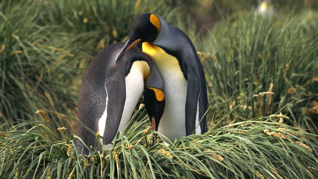 penguins - april 25