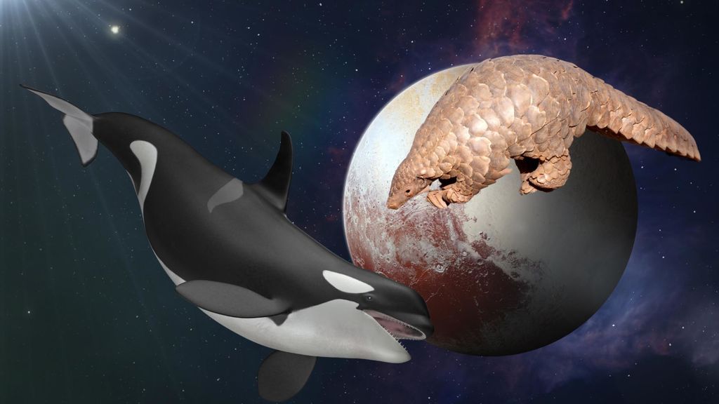 pluto, pangolins, and whales - february 18