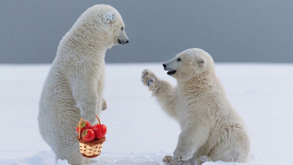 polar bears and strawberries - february 27