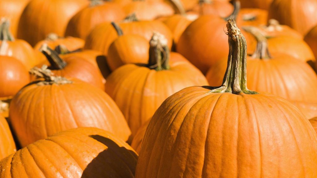 pumpkins and the erie canal - october 26
