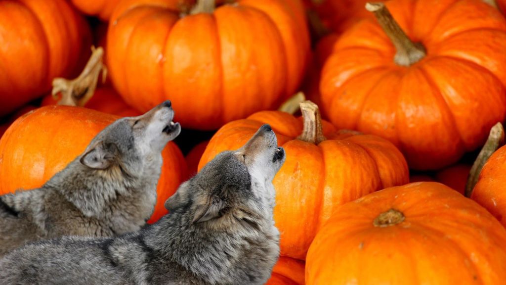 pumpkins, wolves, and the erie canal - october 26