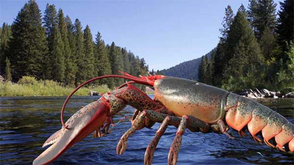 lobsters and rivers  - september 25