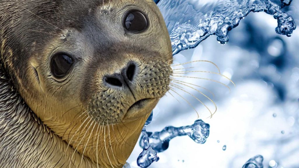 water and seals and sea lions - march 22