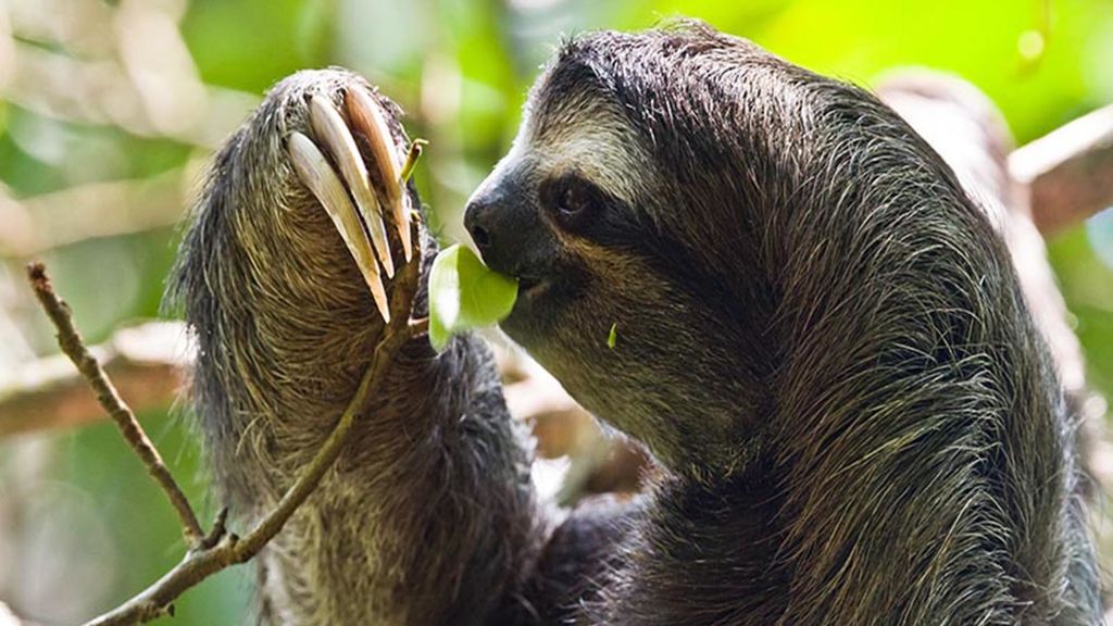 sloths, hagfish, and statistics - october 20