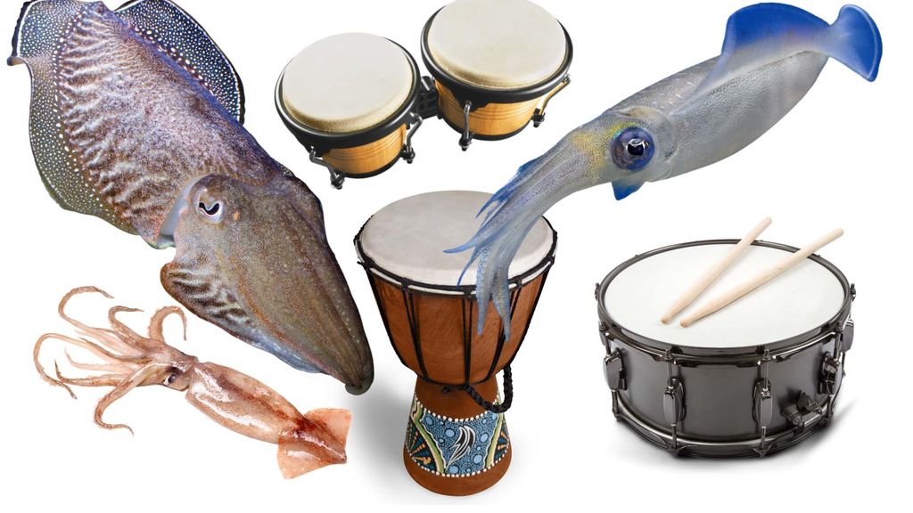 drums, squid and cuttlefish, and indigenous culture - october 10