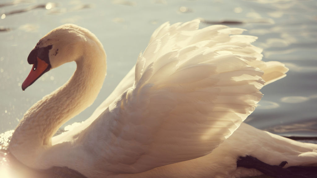 swans and swan lake - february 20