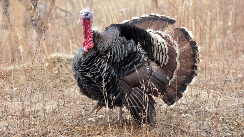 thanksgiving and turkeys - november 25