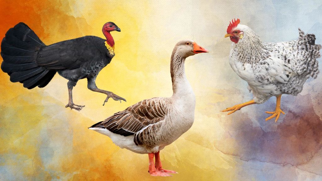 chickens, turkeys, and geese - oh my! - march 19