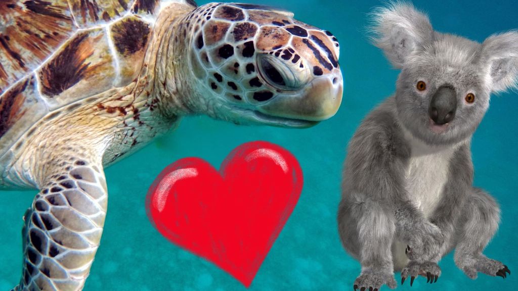 the heart, koalas, and turtles - september 29