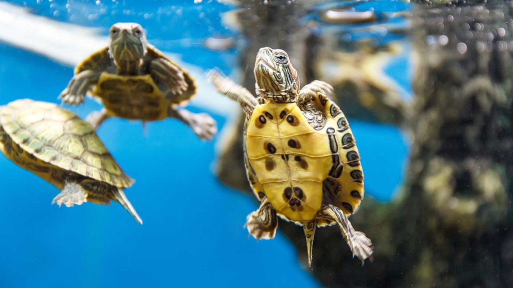 the heart and turtles - september 29