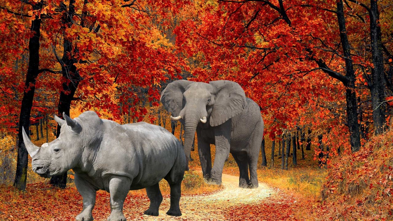 Autumn, Elephants, and Rhinos - September 22