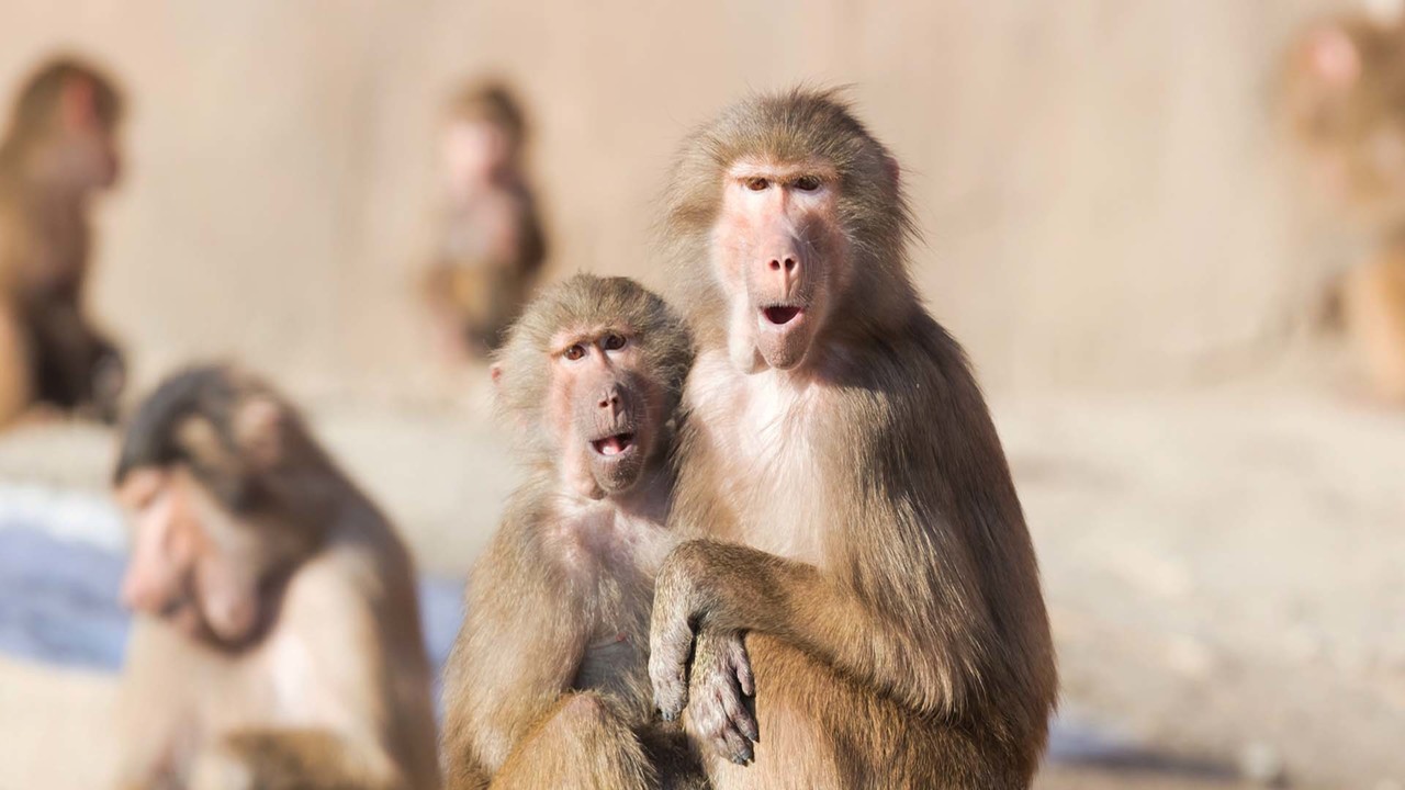 Baboons and Jupiter