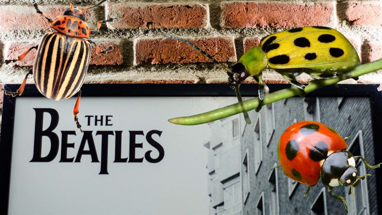 The Beatles and Beetles - January 30