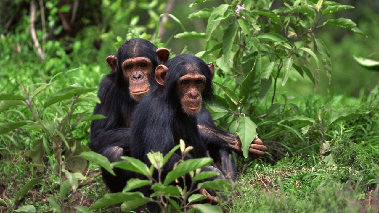 Primates - Remote Learning Resources