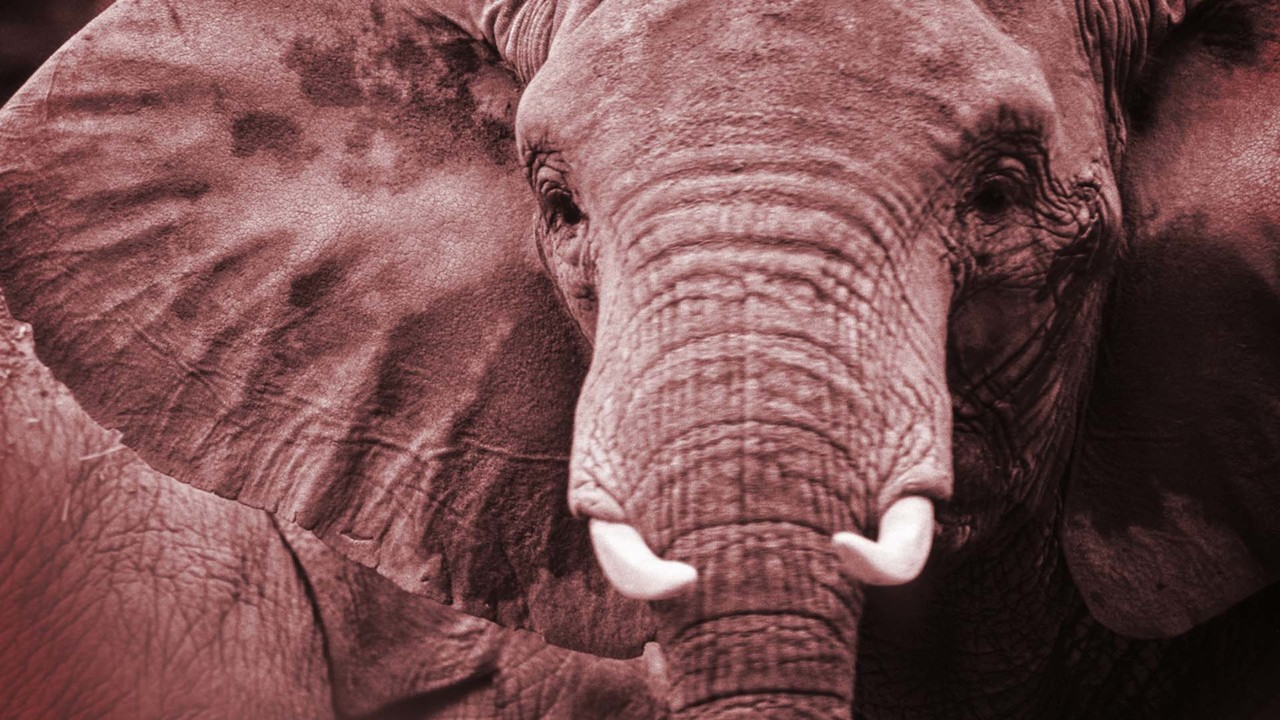 Elephants