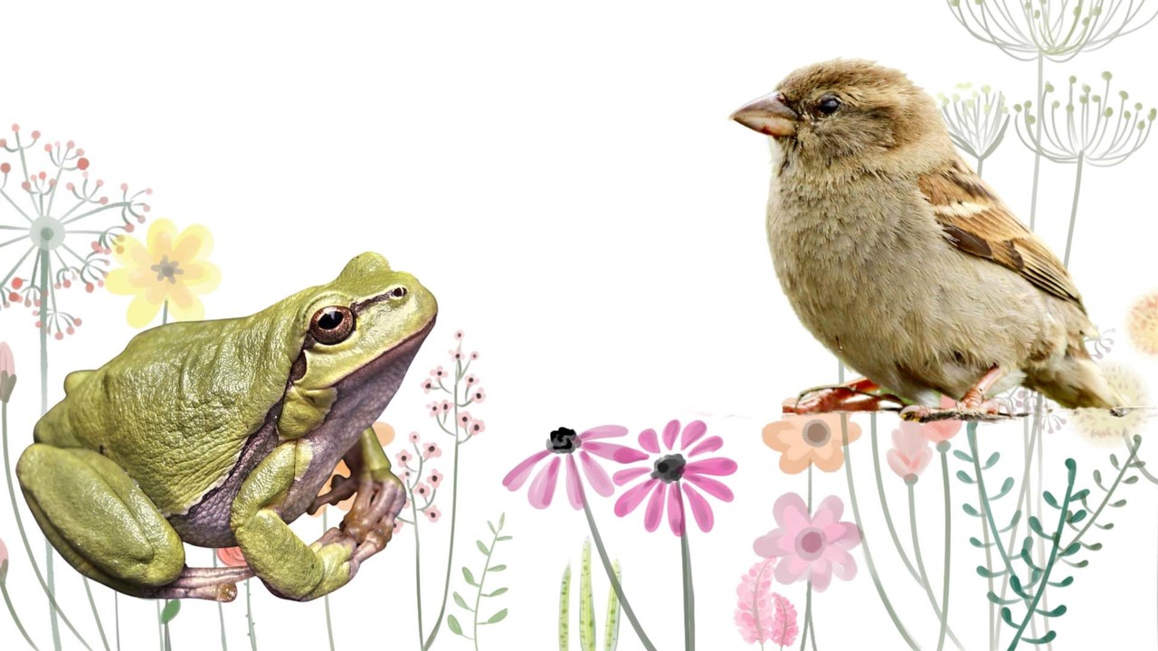 Spring,  Sparrows, and Frogs - March 20