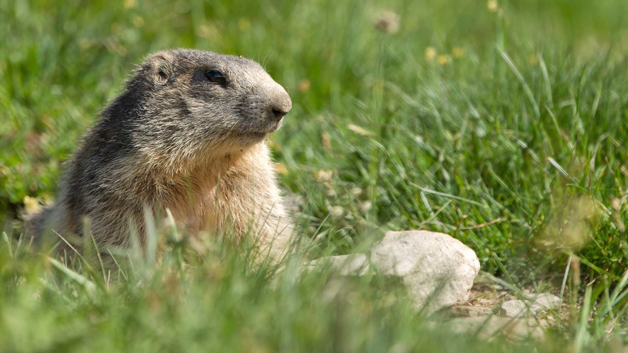 Groundhogs, Hedgehogs, and Marmots