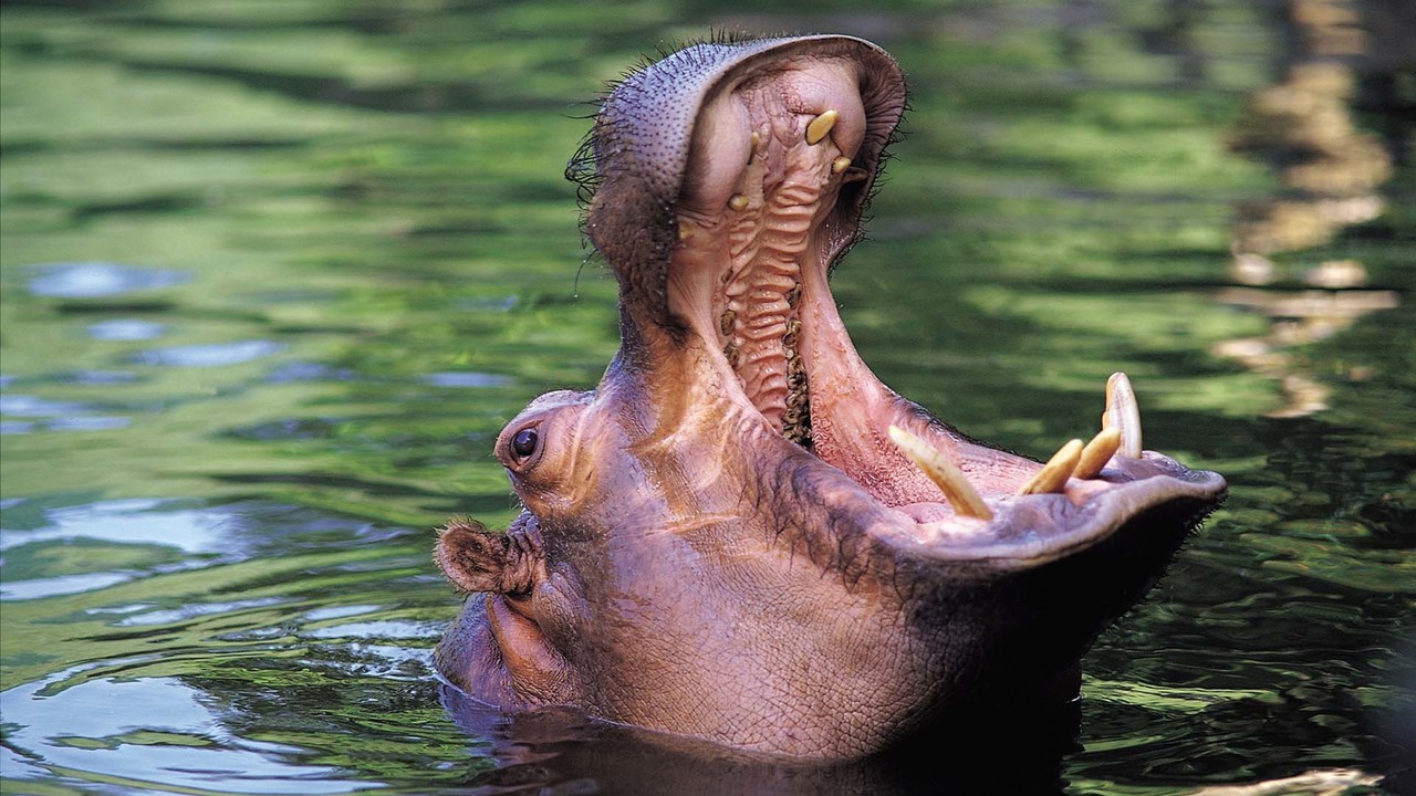 Hippos and the New Deal