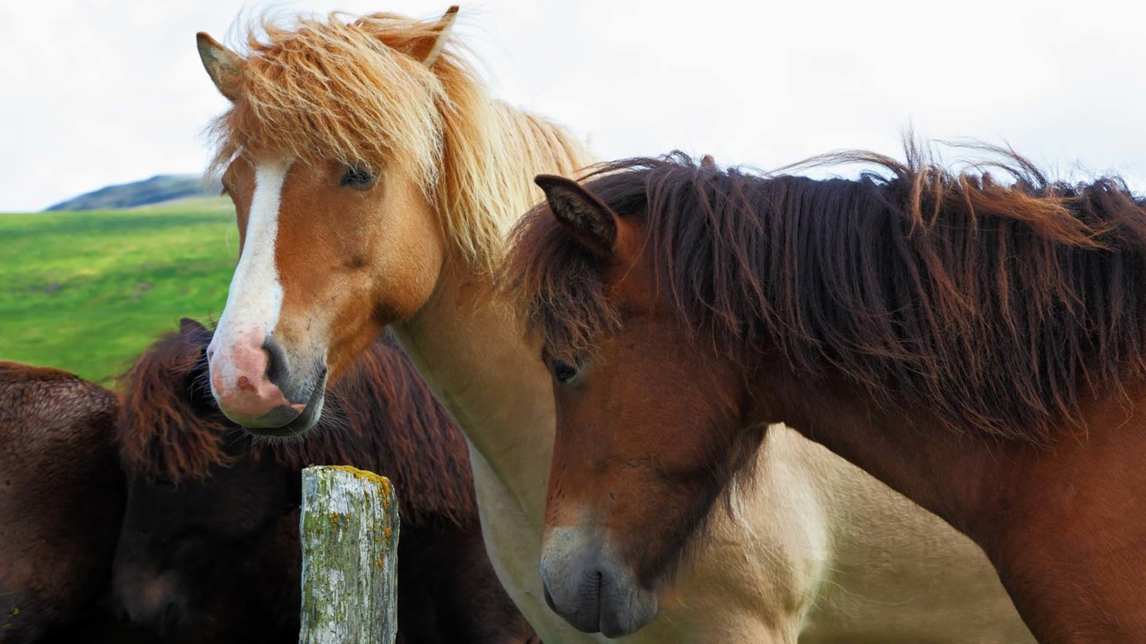 Horses - December 13