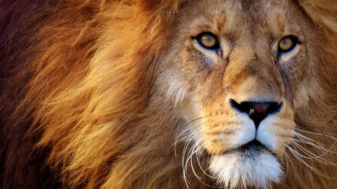 The Complexity of Lion Roars - Lion Recovery Fund