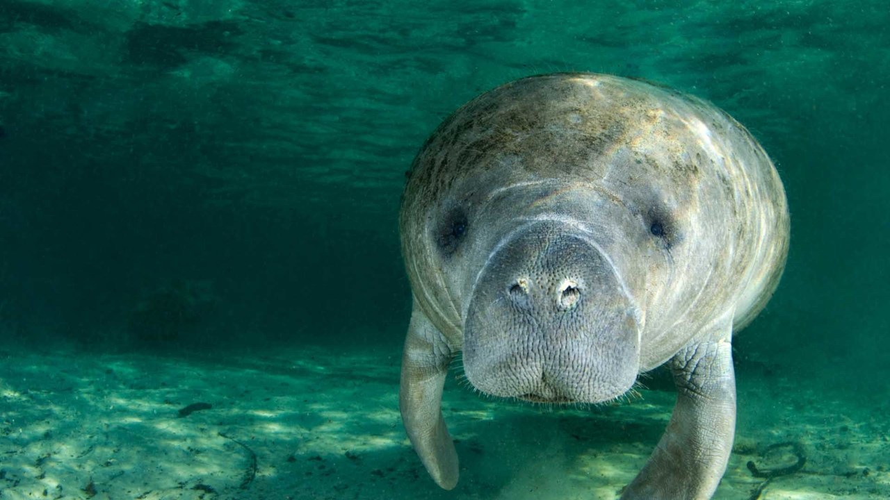 Manatees - November 3