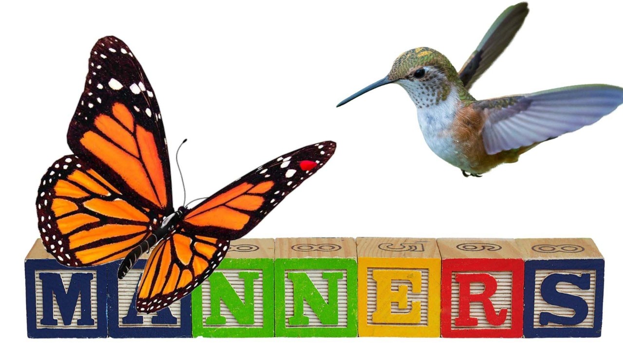 Good Manners, Butterflies, and Hummingbirds - October 3