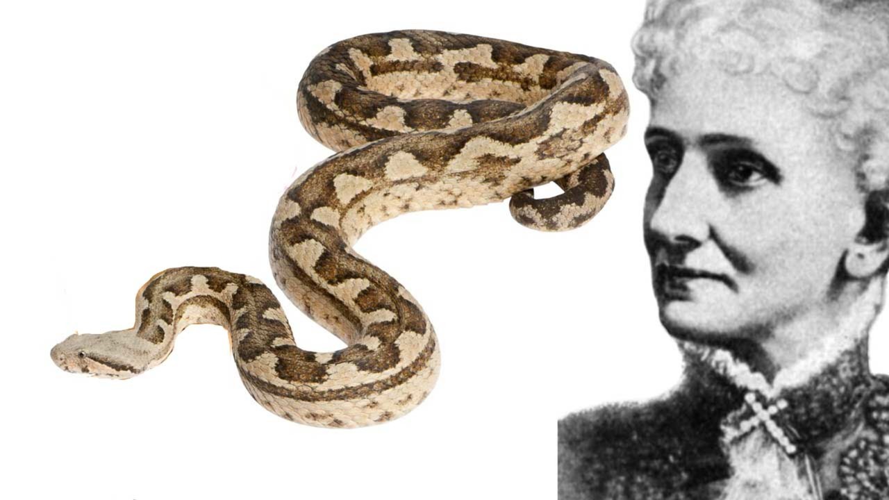 Snakes, Ice Cream, and Mary Baker Eddy - July 16