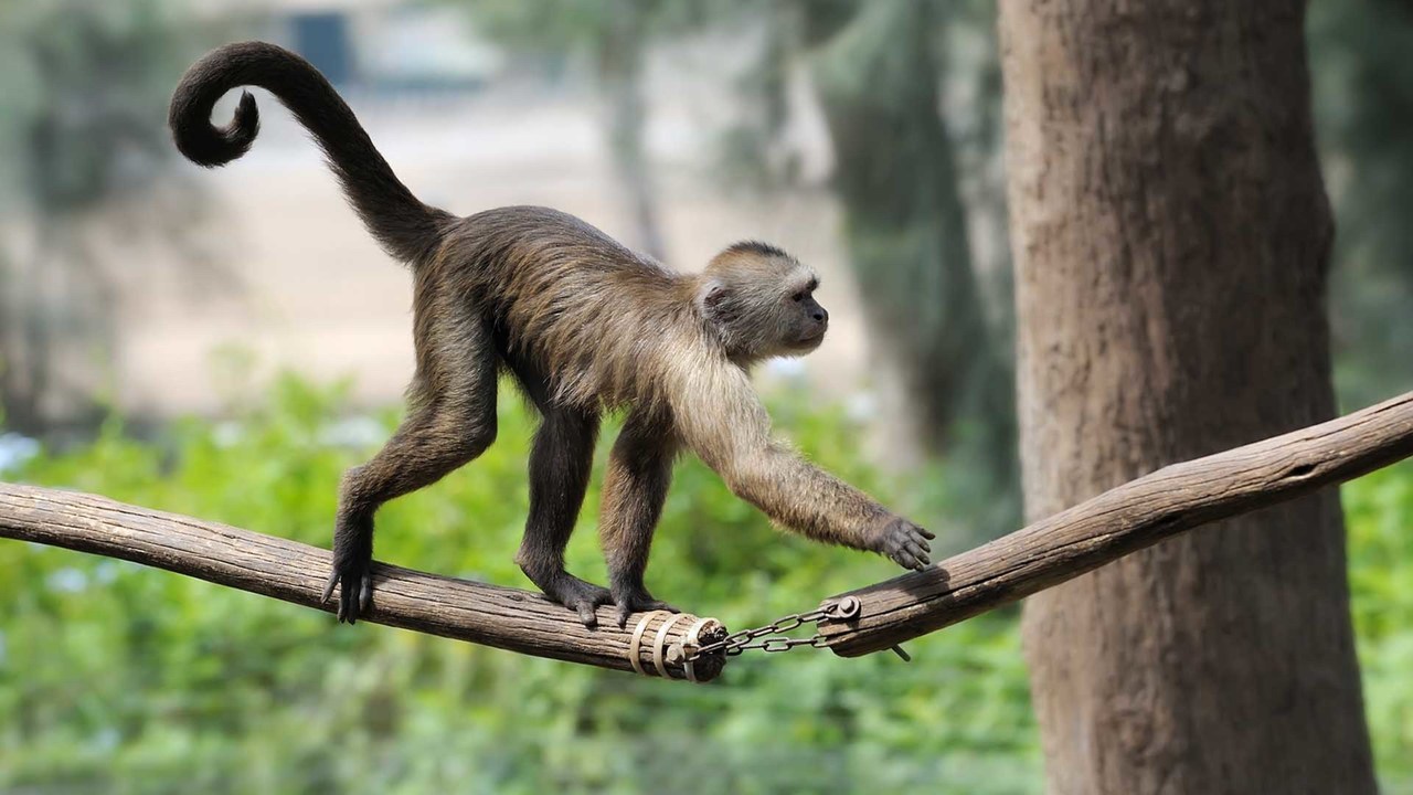 Monkeys