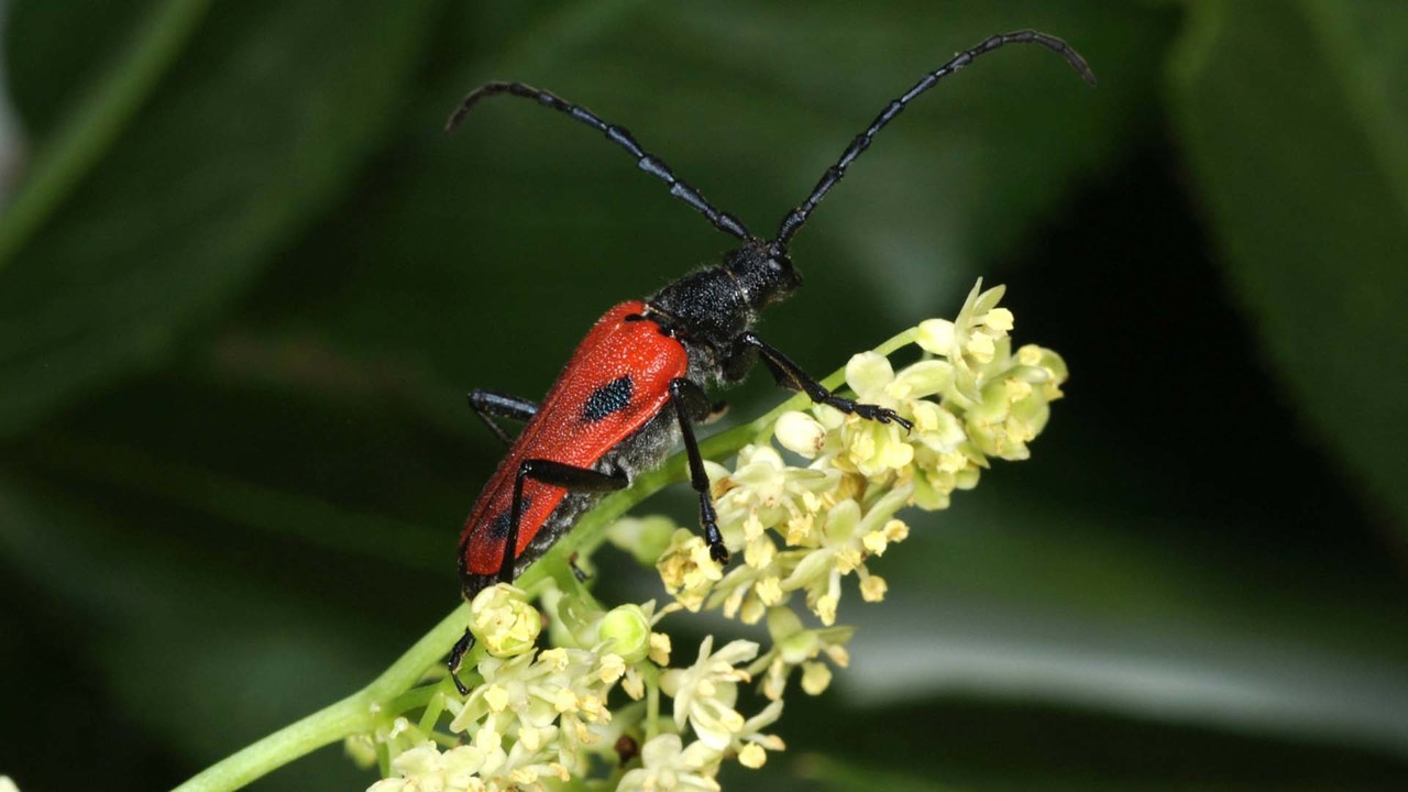 Beetles and Beatles