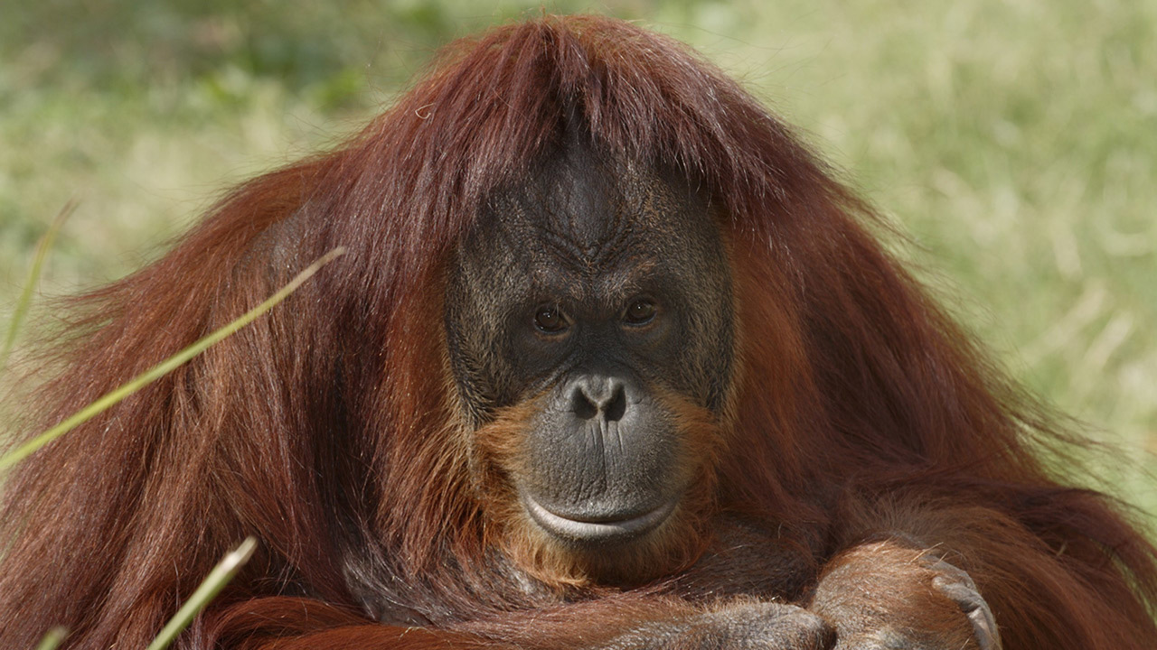 Orangutans - August 19
