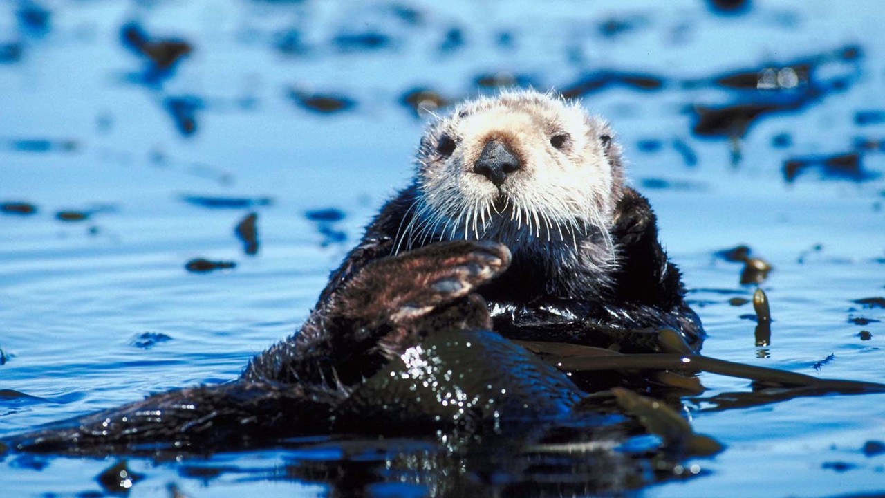 Otters and Rachel Carson