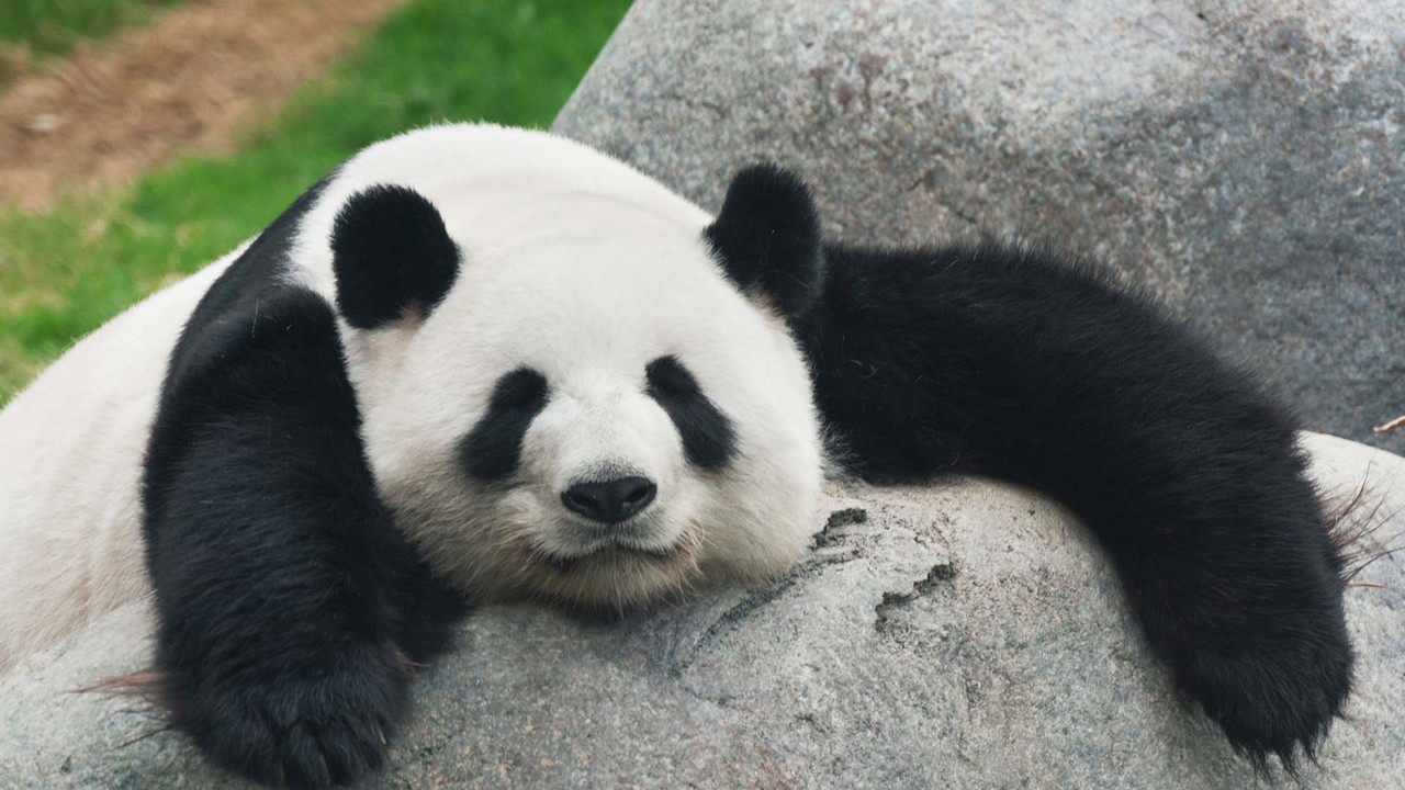 Giant Panda - March 16